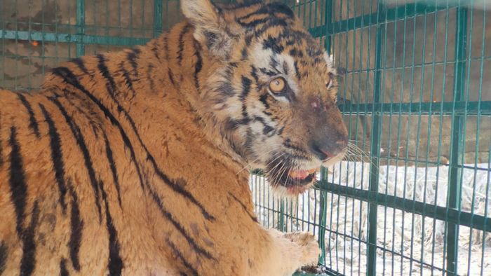 সুন্দরবনের হরিখালি জঙ্গলে খাঁচা পেতে এই বাঘিনীকে ধরল বন দফতর। ছবি: প্রসেনজিৎ সাহা