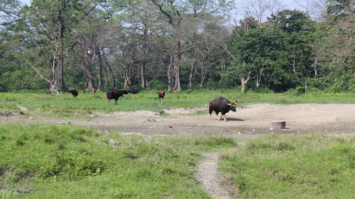 বক্সায় বাইসনের সঙ্গে সংঘর্ষে এক বাইকচালকের মৃত্যু হয়েছে (প্রতীকি ছবি)