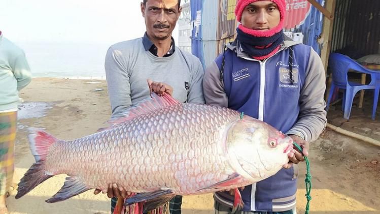 পদ্মা নদীতে জেলেদের জালে বিশাল কাতলা মাছ ছবি: এম রাশেদুল হক