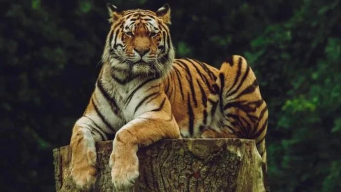 বাঘের ভিডিও ভাইরাল। প্রতীকী ছবি