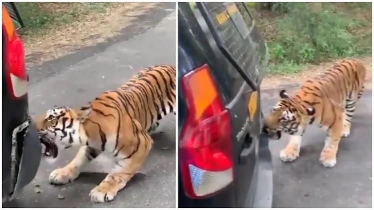 Viral Video : পর্যটকবোঝাই গাড়ি টানছে বাঘ, ভিডিও দেখে চমকে উঠছেন সকলে