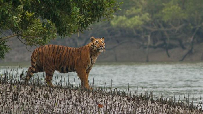 Sundarban