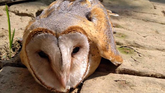 হাওড়ার উদয়নারায়ণপুর থেকে এই পেঁচাটি উদ্ধার হয়েছে