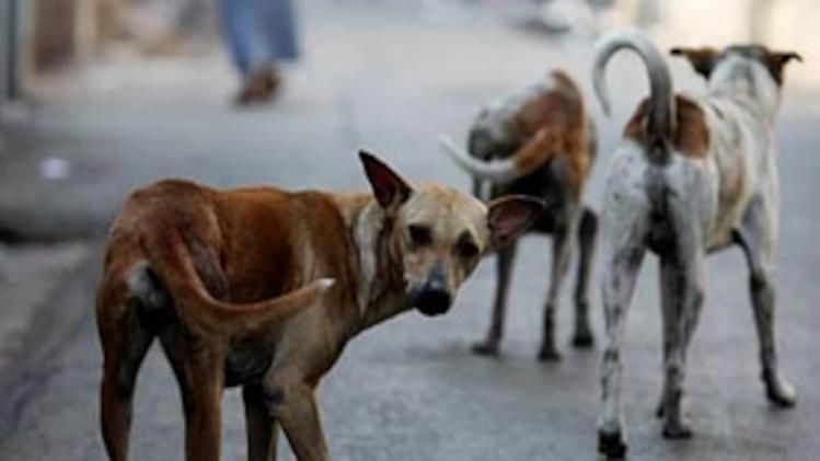 বাংলায় মারণ রোগ  canine parvovirus ছড়িয়ে পড়ার আশঙ্কা, ২৫০ কুকুরের মৃত্যু ঘিরে দুশ্চিন্তা