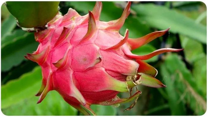 ড্রাগন ফ্রুট দিশা দেখাচ্ছে নতুন কর্মসংস্থানের