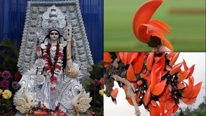 সরস্বতী পুজোয় আবশ্যক পলাশ ফুল