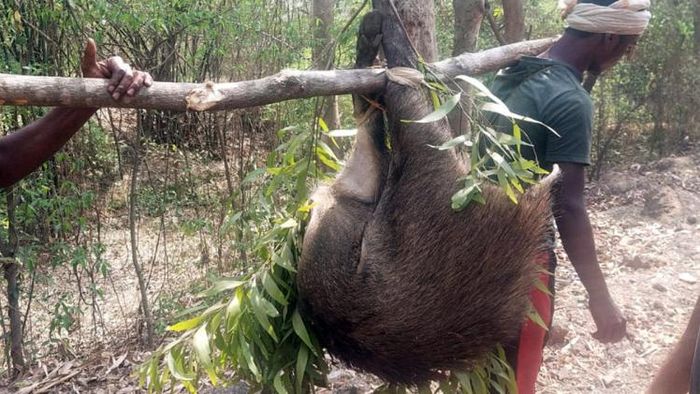 চলতি মাসে পশ্চিম মেদিনীপুর গোপগড়ের ছবি। চিন্তা বাড়িয়েছে প্রশাসন, পরিবেশপ্রেমীদের