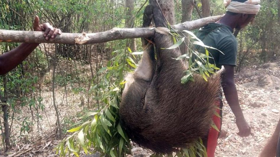 দুঃশ্চিন্তায় বন্যপ্রাণপ্রেমীরা! সংক্রান্তিতে ফের শিকার উত্সব দুঃশ্চিন্তায় বন্যপ্রাণপ্রেমীরা! সংক্রান্তিতে ফের শিকার উত্সব