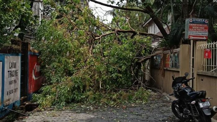 ঝড়ে গাছ পড়ে রাস্তা বন্ধ শিলিগুড়িতে