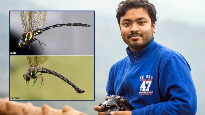 নয়া প্রজাতির ফড়িং (ইনসেটে), আবিষ্কারক প্রসেনজিৎ দা