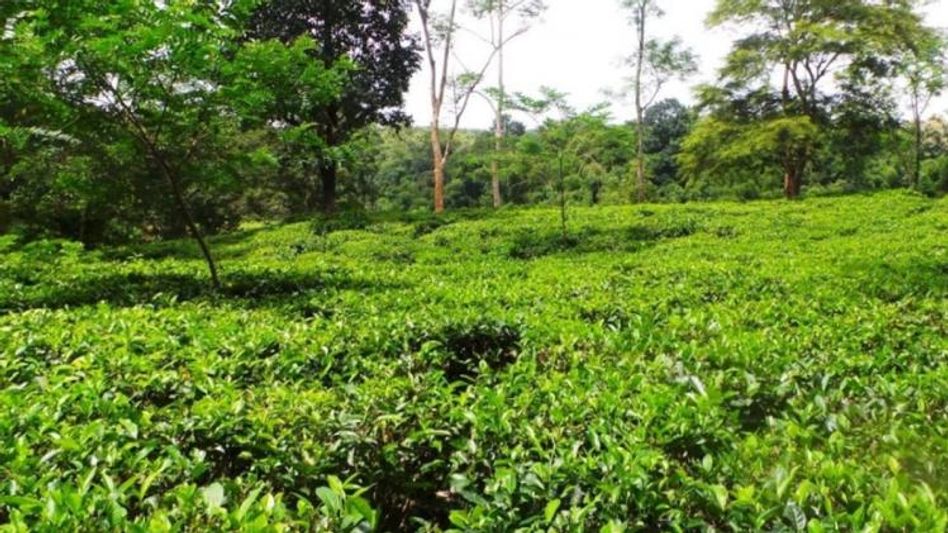 প্রিমিয়াম ফার্স্ট ফ্ল্যাশ চা অধরা, মাথায় হাত চা শিল্পে প্রিমিয়াম ফার্স্ট ফ্ল্যাশ চা অধরা, মাথায় হাত চা শিল্পে
