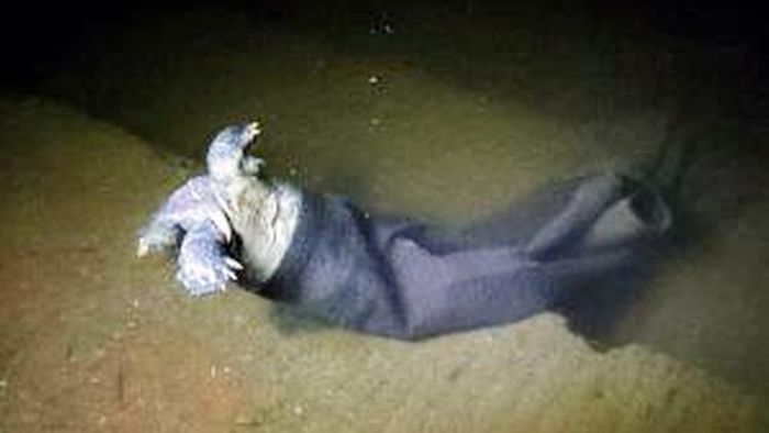 প্যান্টে জড়ানো কচ্ছপের মৃতদেহ