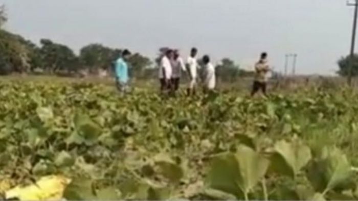 হাতির হানায় তছনছ চাষের খেত