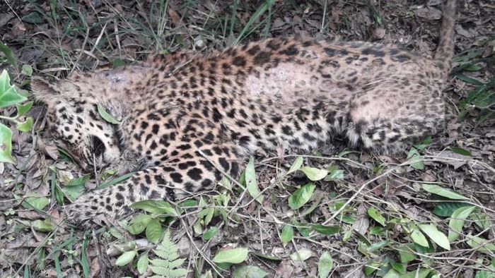 আলিপুরদুয়ারে চা-বাগান থেকে চিতার দেহ উদ্ধার। বৃহস্পতিবার। ছবি: অসীম দত্ত