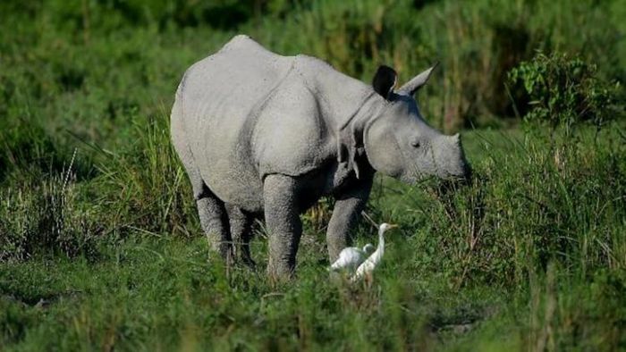 ফাইল ফটো