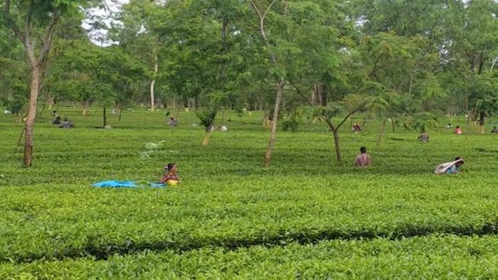 ডুয়ার্সে জোরকদমে চলছে সেকেন্ড ফ্লাশ এর চা পাতা তোলার কাজ
