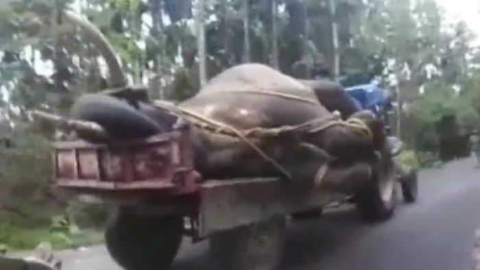 হাতির মৃতদেহ নিয়ে যাওয়া হচ্ছে