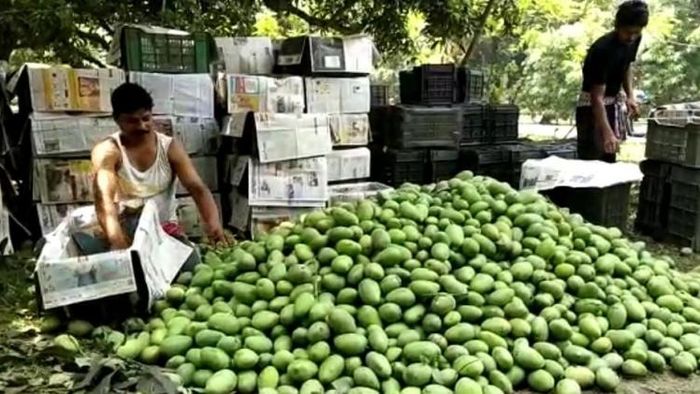 বিপাকে আমচাষিরা