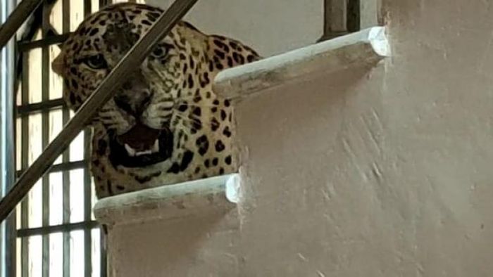 শিলিগুড়িতে ফ্যাটের সিঁড়িতে বসে চিতাবাঘ