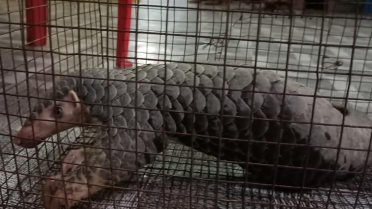 আটক প্যাঙ্গোলিন