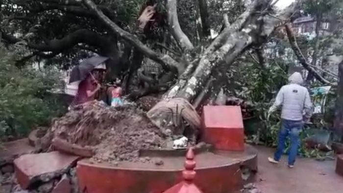 কালিম্পংয়ে ভেঙে পড়ল গাছ