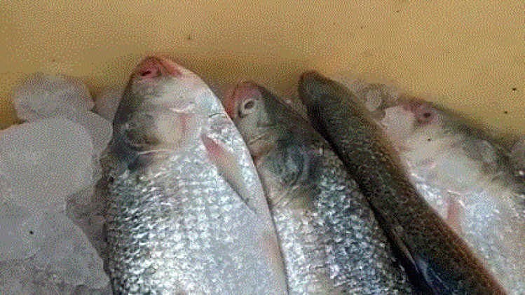 ইলিশের গন্ধে ম-ম ডায়মন্ড হারবার বাজার