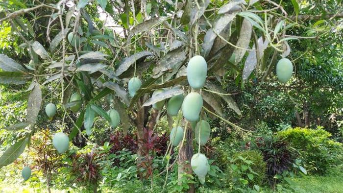 স্বাদ ও গন্ধের জন্য মুর্শিবাদের আমের সুখ্যাতি রয়েছে