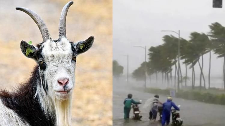 ইয়াসের আতঙ্কে ছাগলের মৃত্যু! ক্ষতিপূরণ চেয়ে বিচিত্র আবেদনপত্র 