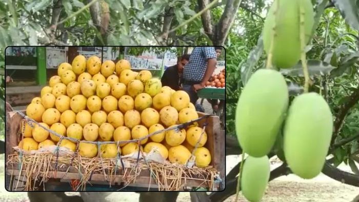 আম খাওয়া নিয়ে মতামত জানালেন বিশেষজ্ঞরা