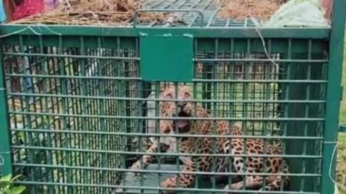 খাঁচায় বন্দি চিতাবাঘ