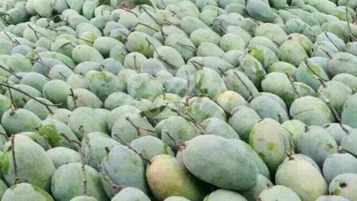 রফতানির অপেক্ষায় ল্যাংড়া আম