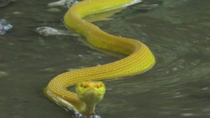 বিরল প্রজাতির সাপ