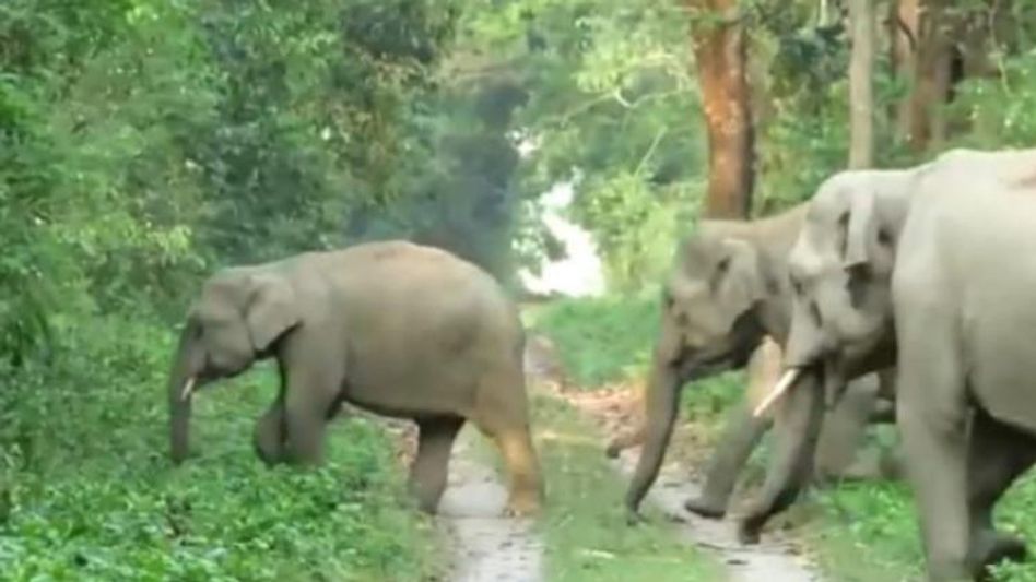 যেখানেই সন্ধ্যে হয়, সেখানেই হাতির ভয়, রাত জাগছে তিস্তার চর যেখানেই সন্ধ্যে হয়, সেখানেই হাতির ভয়, রাত জাগছে তিস্তার চর