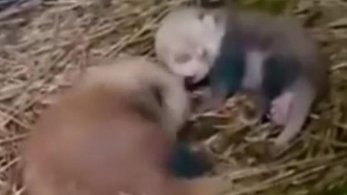 জোড়া শাবক ব্যস্ত খেলতে