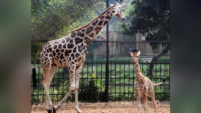 আলিপুর চিড়িয়াখানা নতুন করে সেজে উঠবে। ছবি সৌজন্য: ফেসবুক