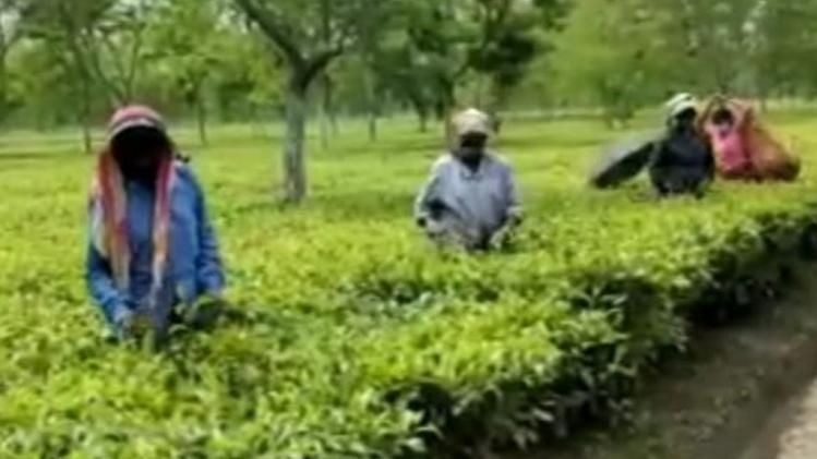 দার্জিলিং চা পছন্দ? নকল নয়তো! সাবধান, কেন্দ্রের হস্তক্ষেপ চাইল রাজ্য 