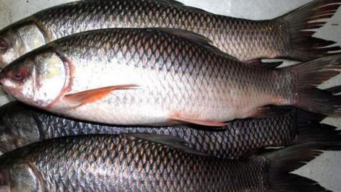 মাছেই বিপদ