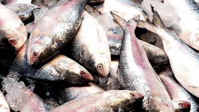 আর পাতে নাও পড়তে পারে বড় ইলিশ