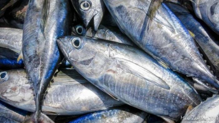 টুনায় মজে বিশ্ব