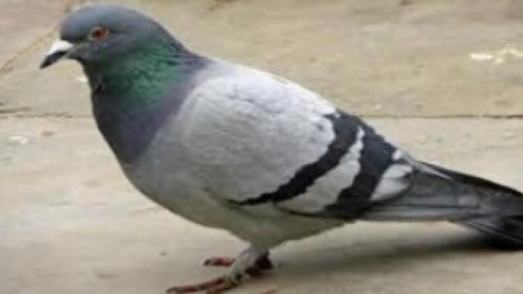 ১২৬ বিঘা জমি, ৪০০ গোশালা, ২৭ টি দোকানের মালিক কয়েকটি পায়রা ! 