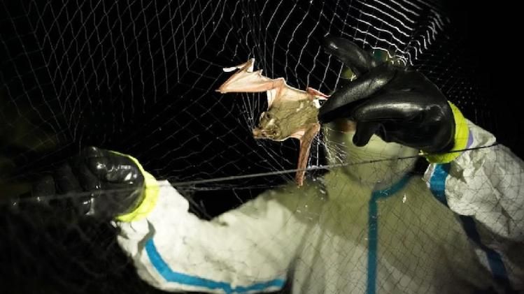 বাদুরের থেকে সংগ্রহ হচ্ছে নমুনা (ছবি রয়টার্স)