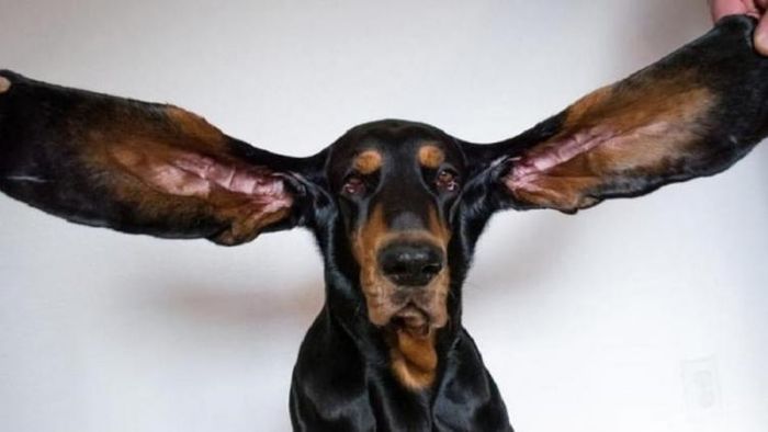 গিনেস বুকের কান