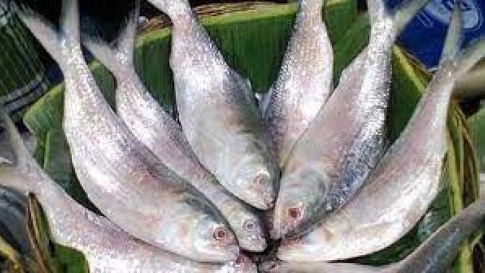 ইলিশ এখন জাহাজের সম্পত্তি