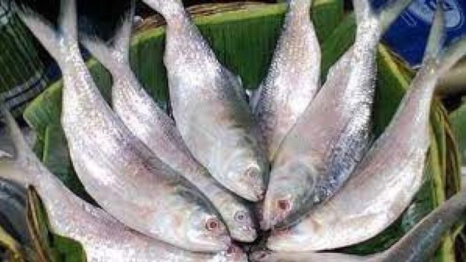 পুকুর এখন ব্যাকডেটেড, জাহাজেই হবে ইলিশের চাষ পুকুর এখন ব্যাকডেটেড, জাহাজেই হবে ইলিশের চাষ