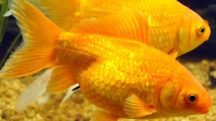 কলকাতায় রয়েছে মাছ মিউজিয়াম (প্রতীকী ছবি)