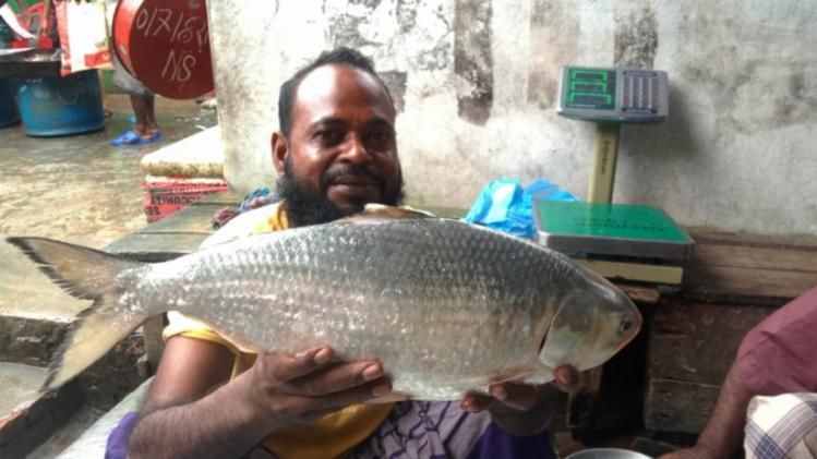 মাছটি ধরা পড়েছে বরগুনার তালতলীর পায়রা নদীতে