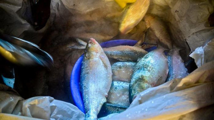 ইলিশ ইলিশ ইলিশ