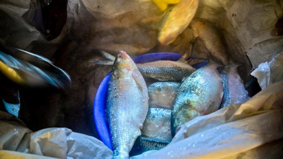 আজই পশ্চিমবাংলার বাজারে পদ্মার ইলিশ, বাংলাদেশ সরকারের পুজো উপহার আজই পশ্চিমবাংলার বাজারে পদ্মার ইলিশ, বাংলাদেশ সরকারের পুজো উপহার