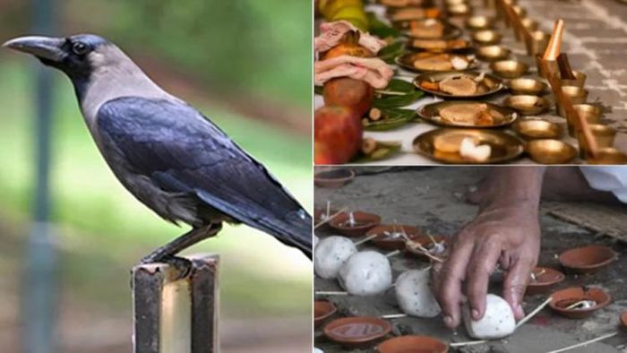হিন্দু ধর্মে, শ্রাদ্ধের সময় কাককে খাওয়ানো গুরুত্বপূর্ণ
