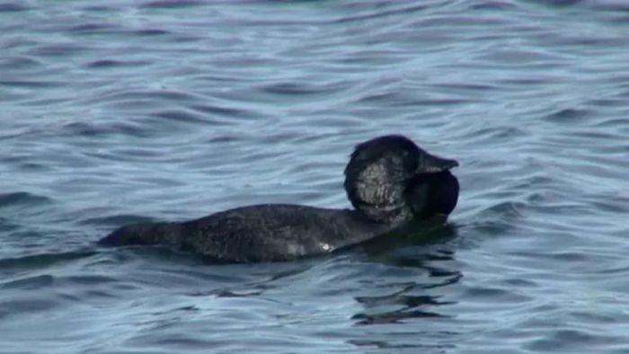 পুকুরে সাঁতার কাটছে মাস্ক হাঁস। ছবি: রয়টার্স